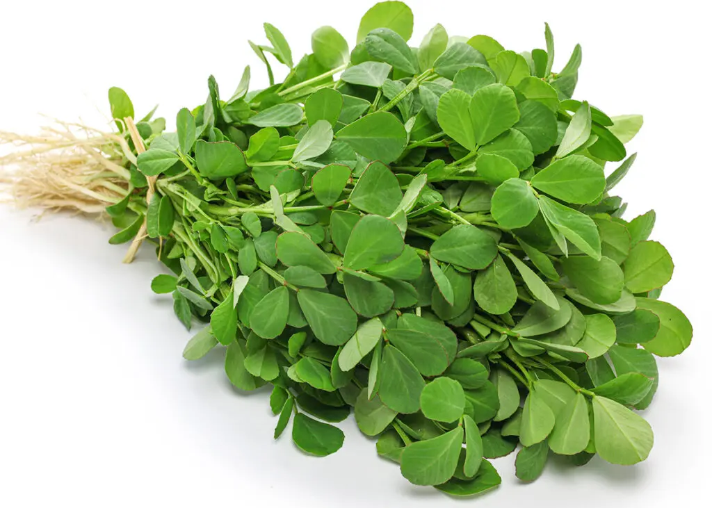 Fenugreek