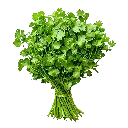 Coriander
